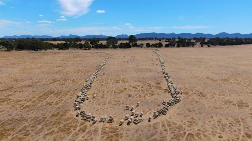 Clip 7 - Feeding Dunkeld Sheep